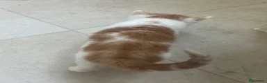 Domestic Shorthair Kitten 3