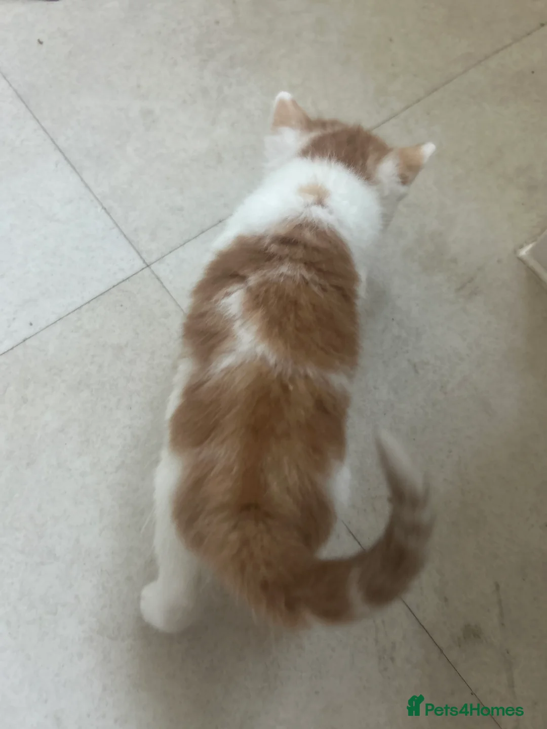 Domestic Shorthair cats for sale: Beautiful ginger kittens for sale  in Letchworth Garden City - Advert 2