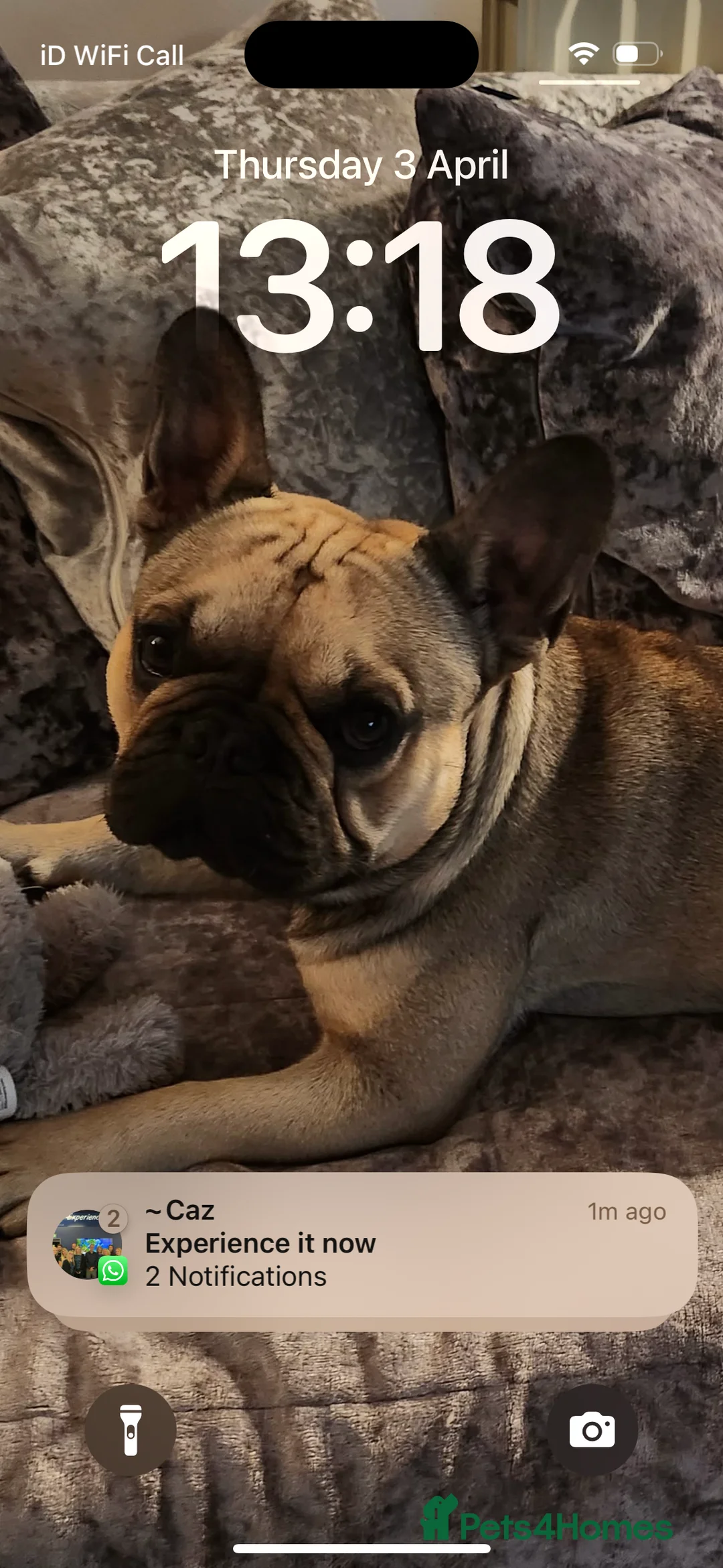 French Bulldog dogs for stud: Enzo is looking for a girlfriend - stud  - Advert 10