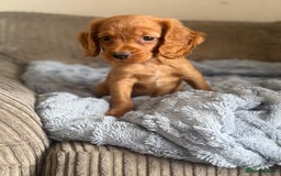 Cocker Spaniel dogs for sale: Stunning kc reg cocker spaniels READY TO LEAVE NOW - Image 8