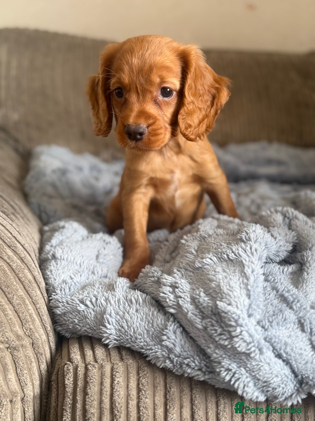 Cocker Spaniel dogs for sale: Stunning kc reg cocker spaniels READY TO LEAVE NOW - Image 8