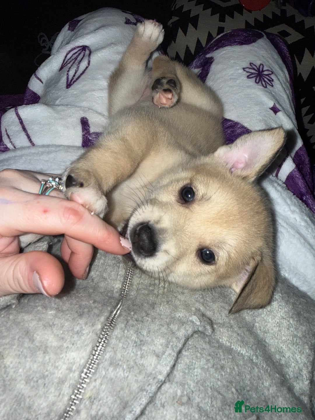 Mixed Breed dogs for sale: Malamute x puppies - Advert 17