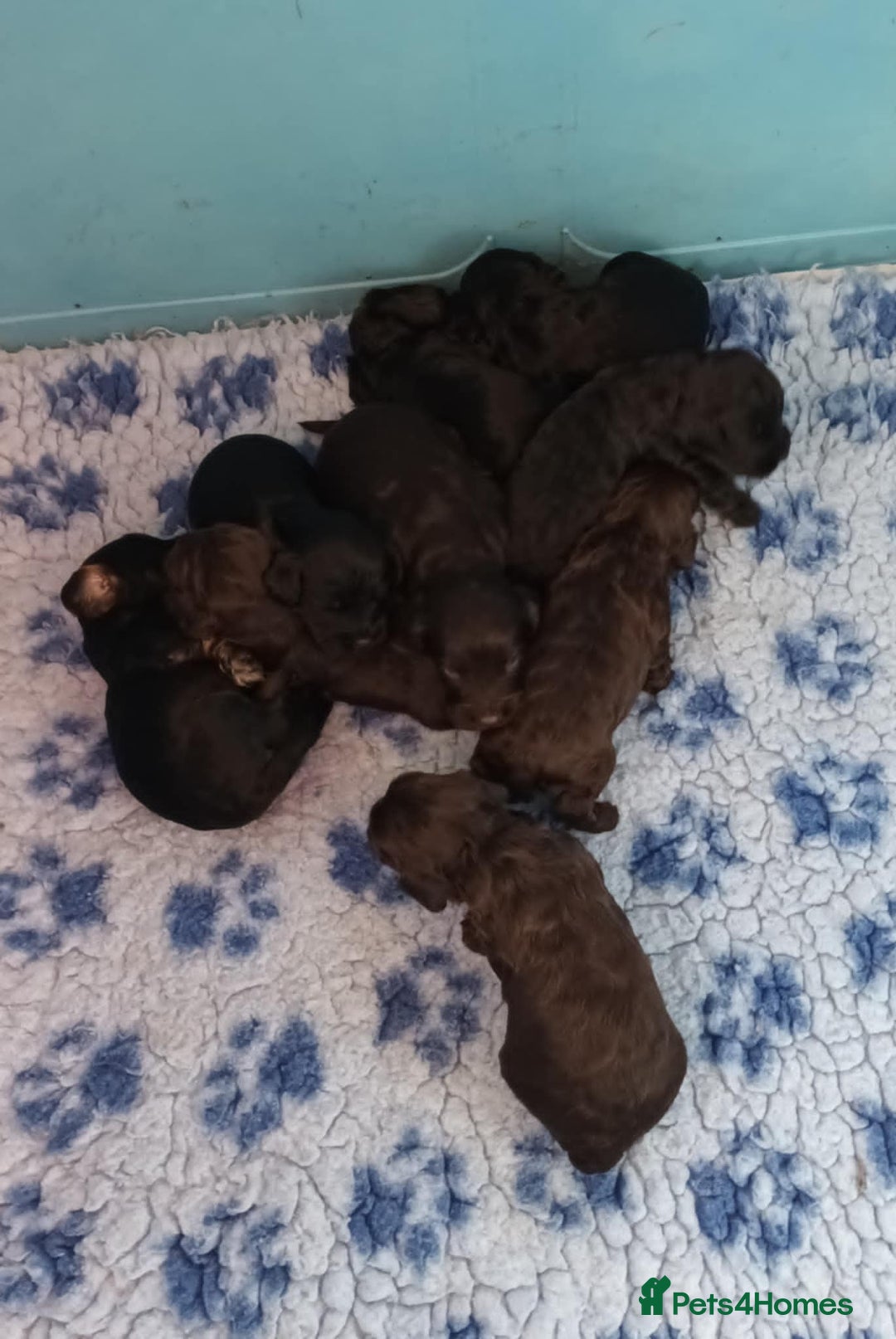 Cockapoo dogs for sale: F1. COCKAPOOS FROM LICENCED BREEDER. - Advert 3