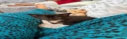 British Shorthair cats for sale: 2 kittens for sale  - Advert 14
