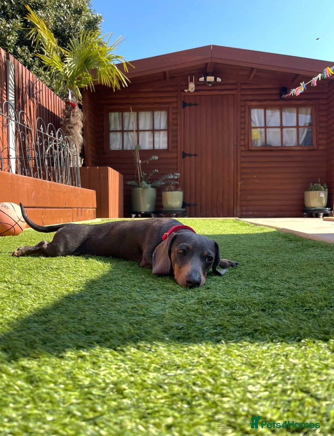 Dachshund dogs for sale: Miniature Dachshund puppies, rezervations open  in Basildon - Advert 2