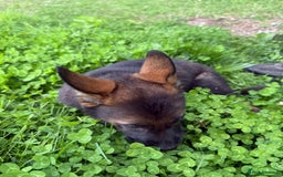 German Shepherd dogs for sale: Germany 🇩🇪 shepherd puppies dogs 🐕 big boned - Image 10