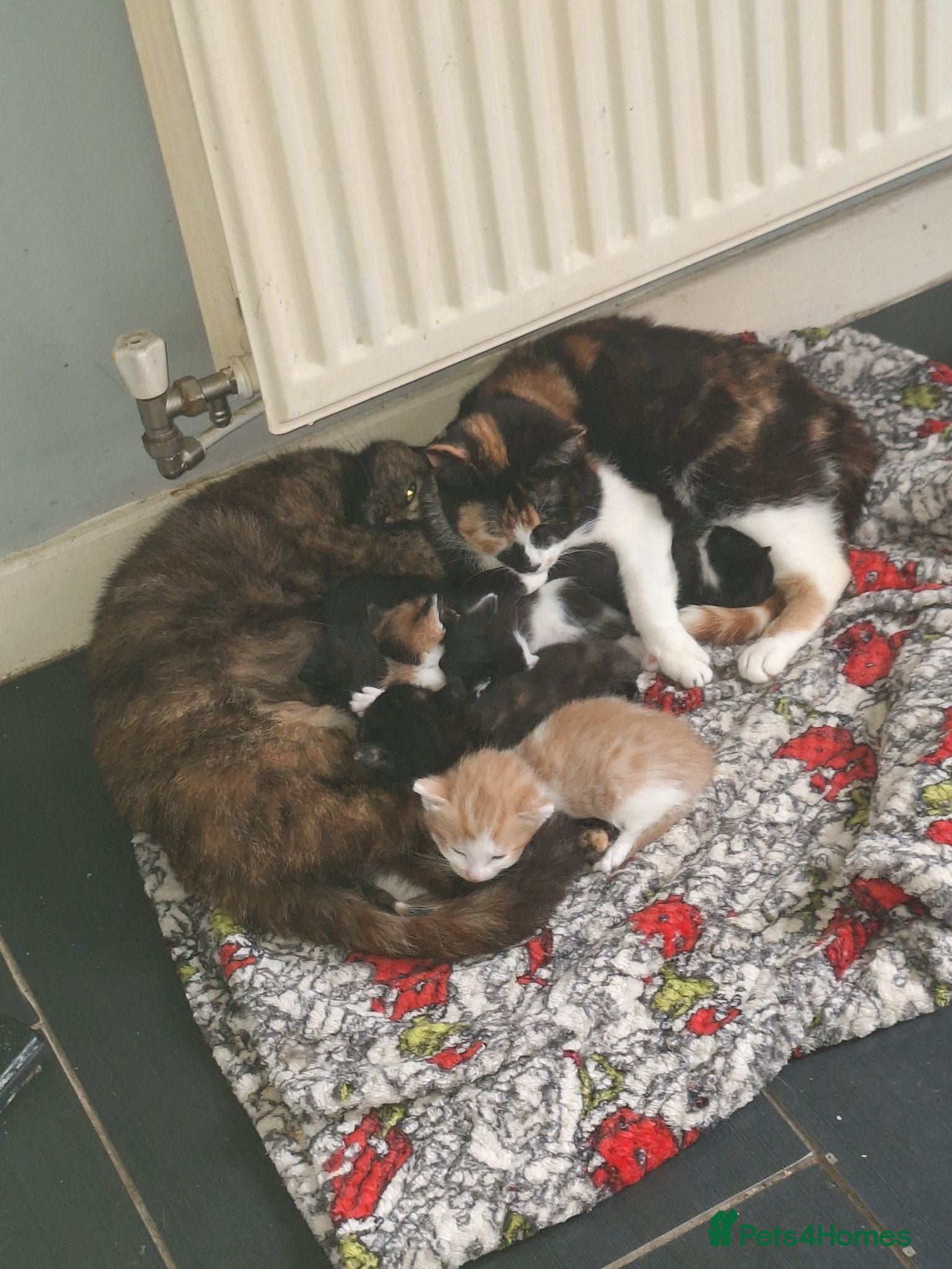 Mixed Breed cats Kittens  - Advert 2
