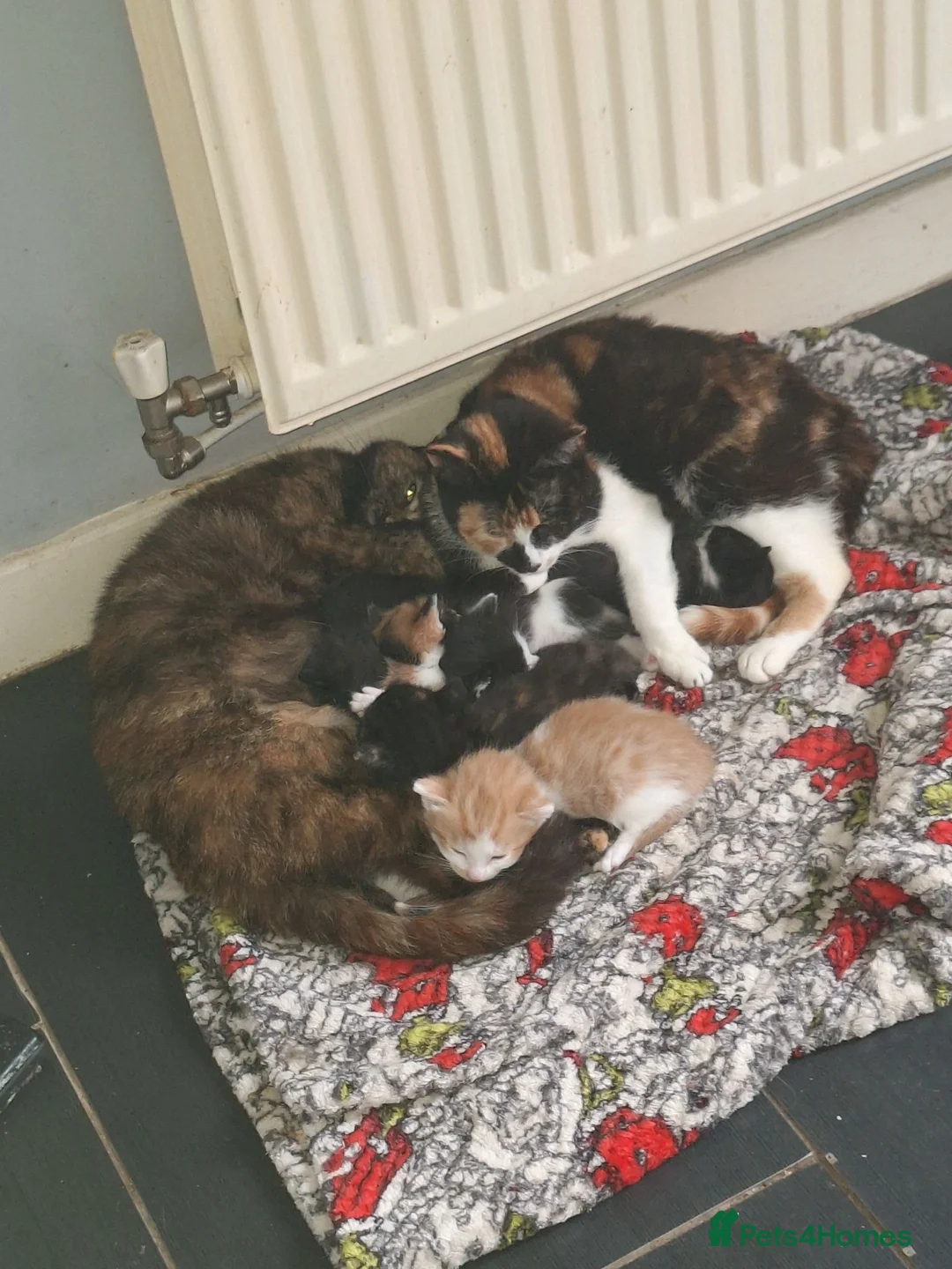Mixed Breed cats for sale: Kittens  in Wolverhampton - Advert 1