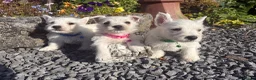 West Highland Terrier dogs for sale: Gorgeous West Highland Terrier Puppies in Llandeilo - Advert 6