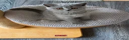 British Shorthair cats for sale: Blue longhair male blue shorthair female  - Advert 8