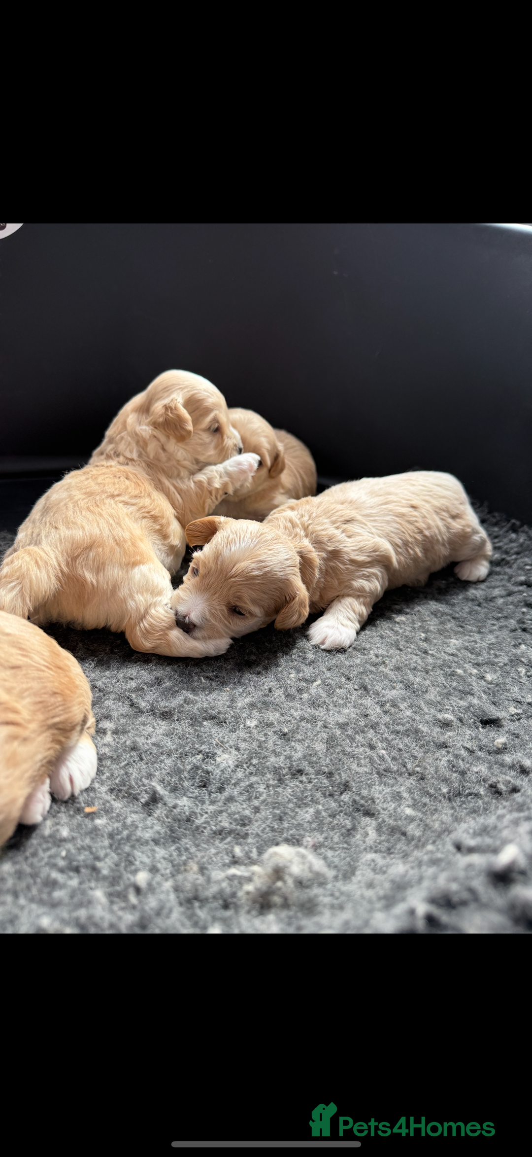 Maltipoo dogs for sale: Beautiful Male Maltipoo F1 Pups - Image 13