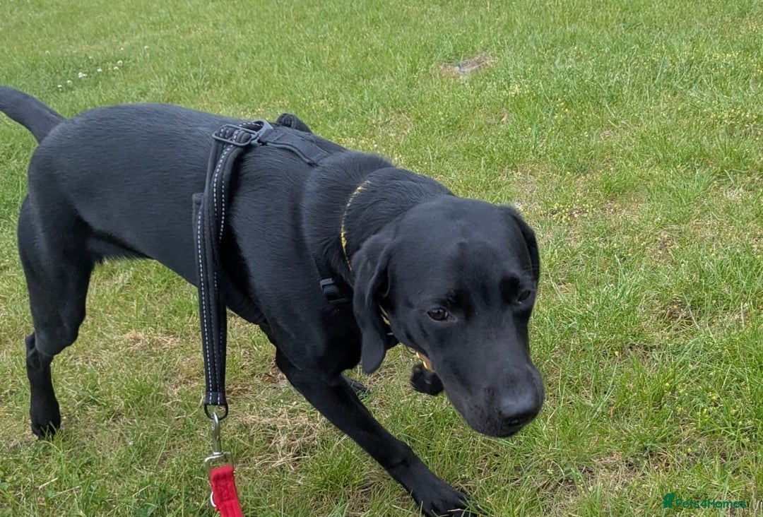 Labrador Retriever dogs for sale: Black Labrador girl  - Image 1
