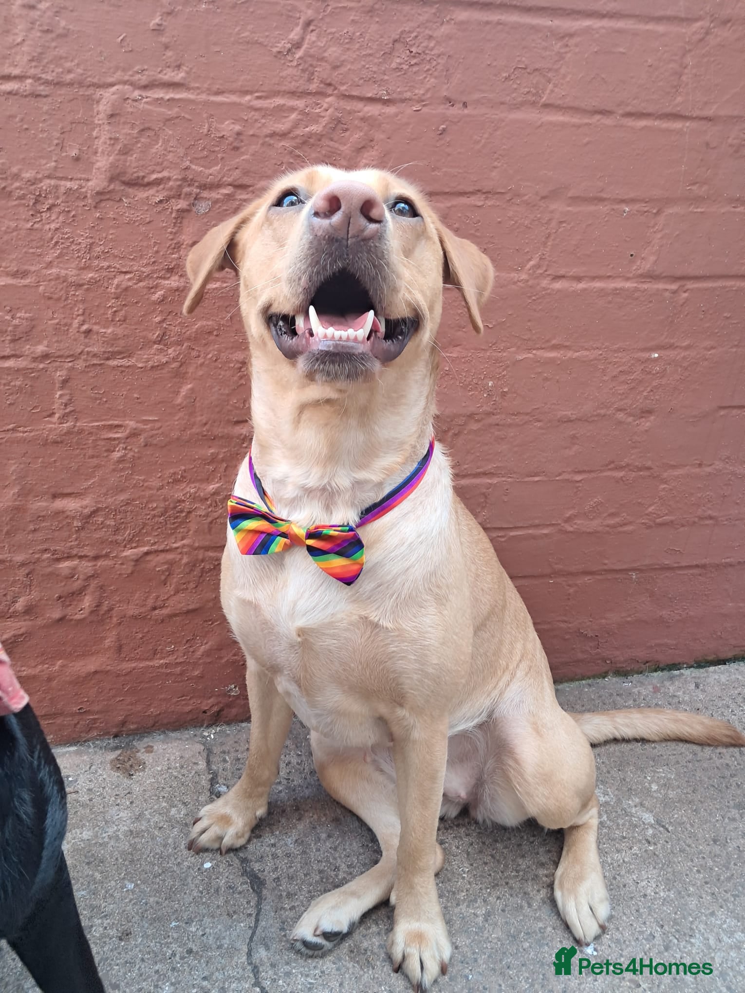 Labrador Retriever dogs Red and Black Labradors  - Advert 1
