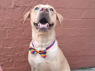 Labrador Retriever dogs Red and Black Labradors - Advert 1