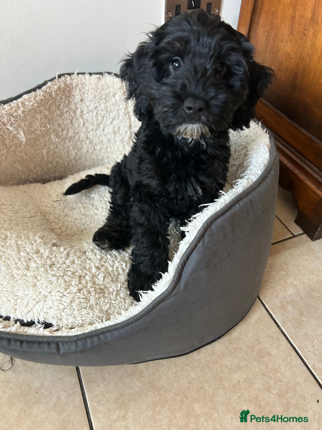 Cockapoo dogs for sale: Beautiful cockerpoo girl  - Image 6