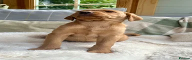 Labrador Retriever 6