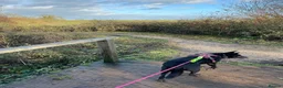 Mixed Breed dogs for adoption: ❤️Mary❤️: 6 years old, medium-sized girl in Lichfield - Advert 17