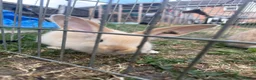 Continental Giant rabbits for sale: 3 x Continental rabbits  - Advert 16