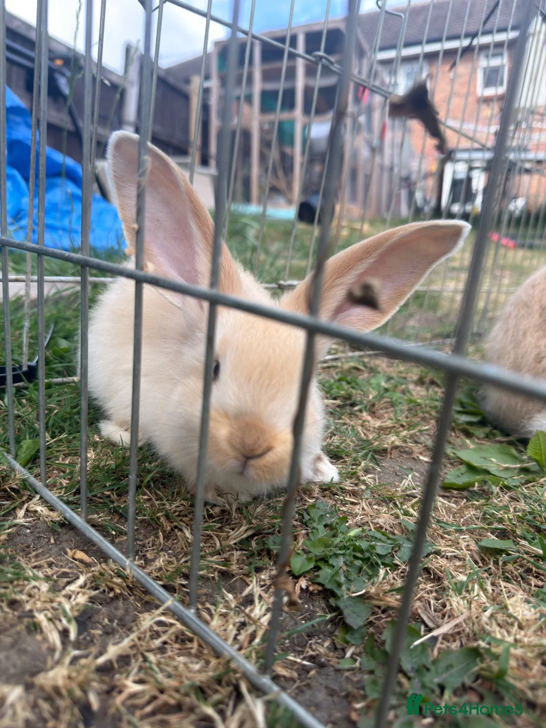 Continental Giant rabbits for sale: 3 x Continental rabbits  - Advert 16