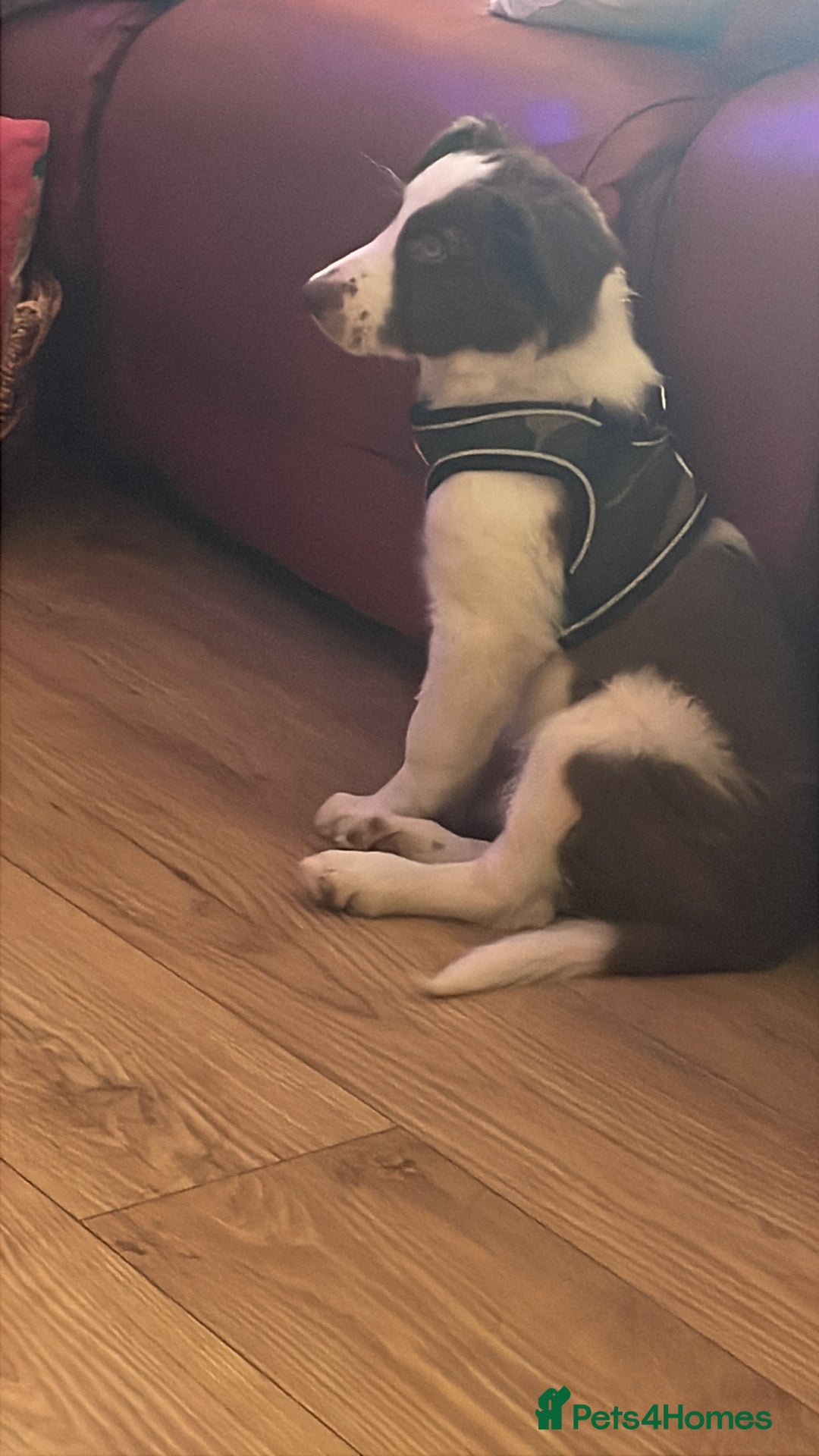 Border Collie dogs for sale: White and brown border collie  - Advert 4