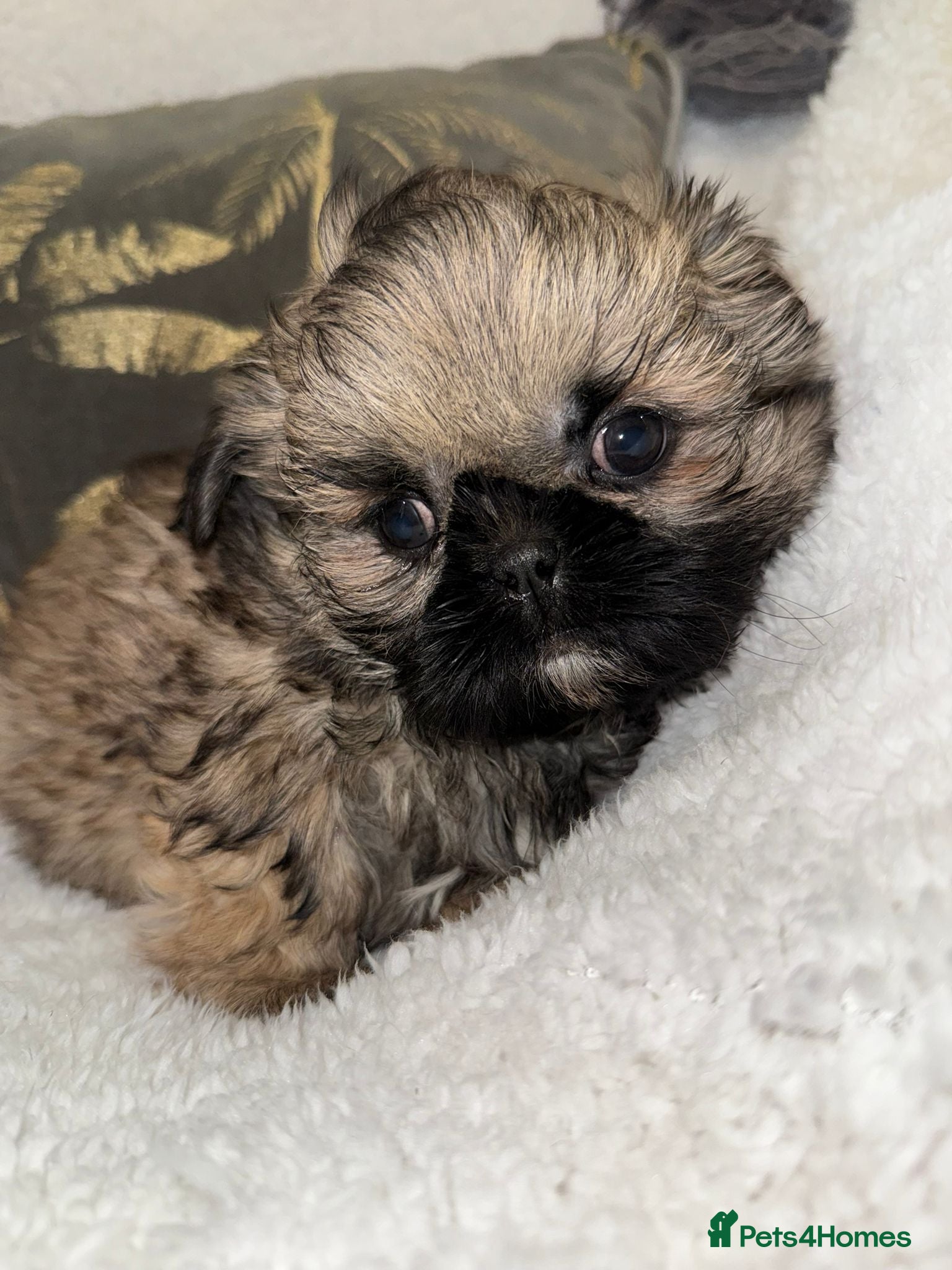Shih Tzu dogs 🩷 Stunning Tiny KC Shih Tzu Puppies 💙 - Advert 1