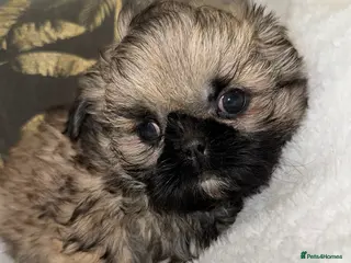 Shih Tzu dogs 🩷 Stunning Tiny KC Shih Tzu Puppies 💙 - Advert 5
