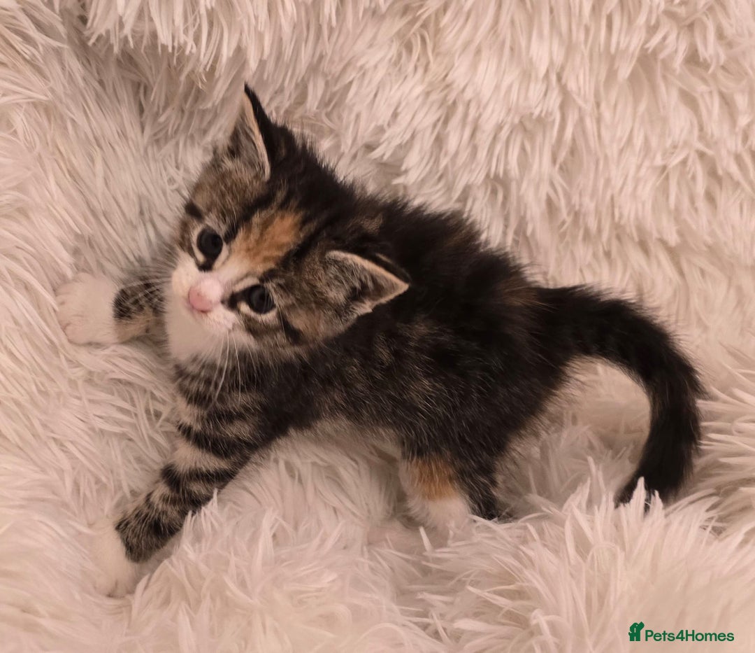 Maine Coon cats for sale: Beautiful Mainecoon princess - Image 5
