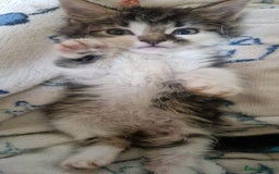 Mixed Breed cats for sale: Kittens for sale  - Image 3