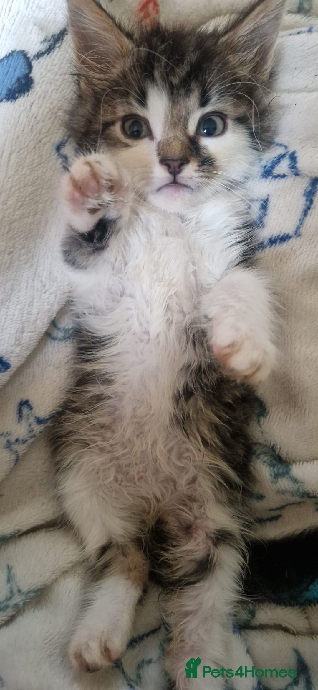Mixed Breed cats for sale: Kittens for sale  - Image 3