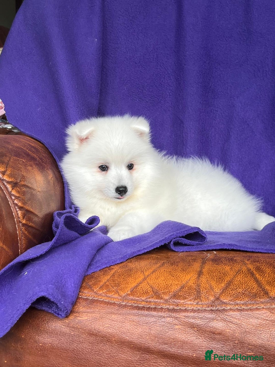 Japanese Spitz dogs for sale: Lovely Male Japanese spitz puppy - Image 9