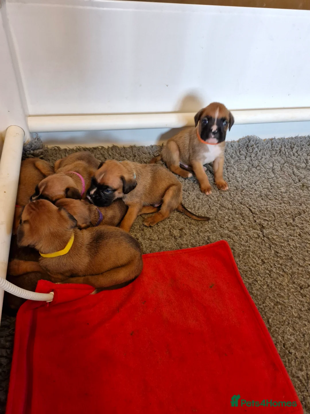 Boxer dogs for sale: STUNNING GORGEOUS KC PUPPIES  - Advert 11
