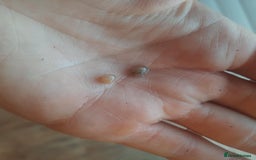 Snails invertebrates for sale: African Land Snail babies - Image 1