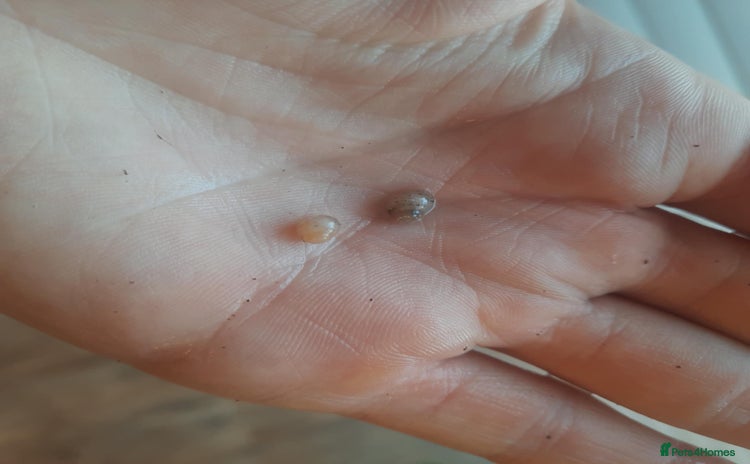 Snails invertebrates - Advert 1