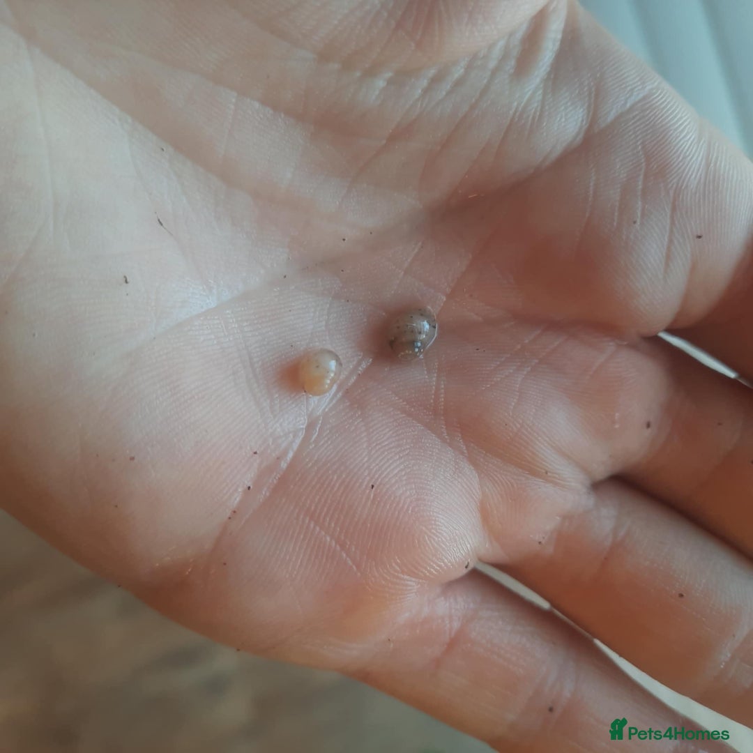 Snails invertebrates for sale: African Land Snail babies - Image 1