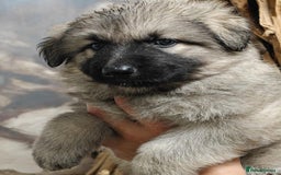 German Shepherd dogs for sale: Beautiful long coated  in Coalville - Image 23