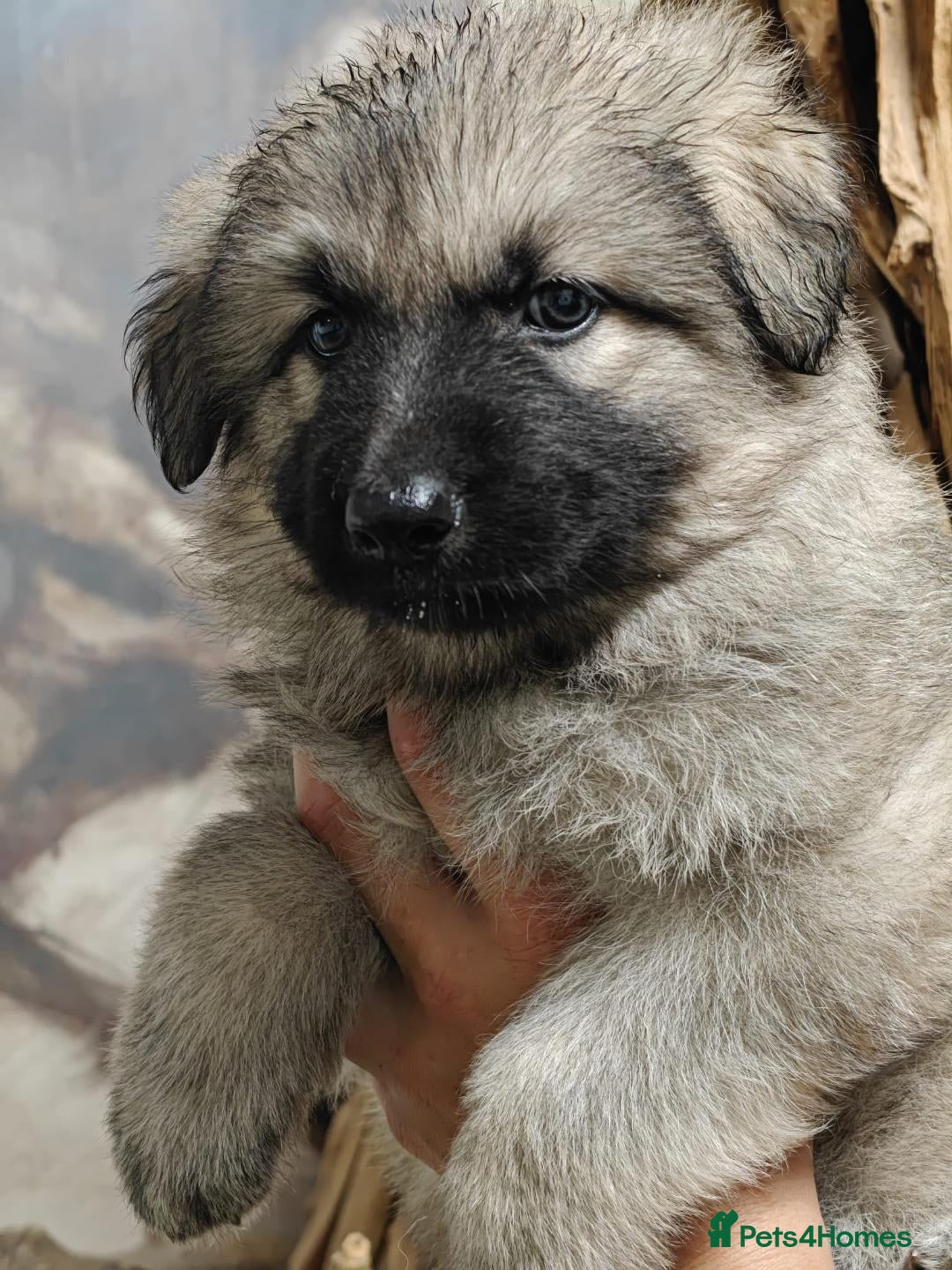 German Shepherd dogs for sale: Beautiful long coated  in Coalville - Image 23