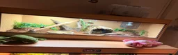 Python Snake reptiles for sale: Stunning Chocolate double het hypo clown  - Advert 4