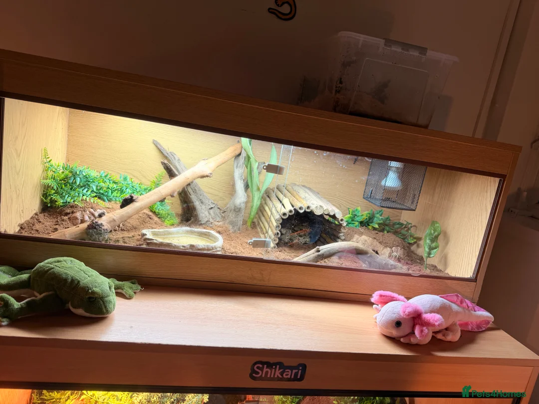 Python Snake reptiles for sale: Stunning Chocolate double het hypo clown  - Advert 4