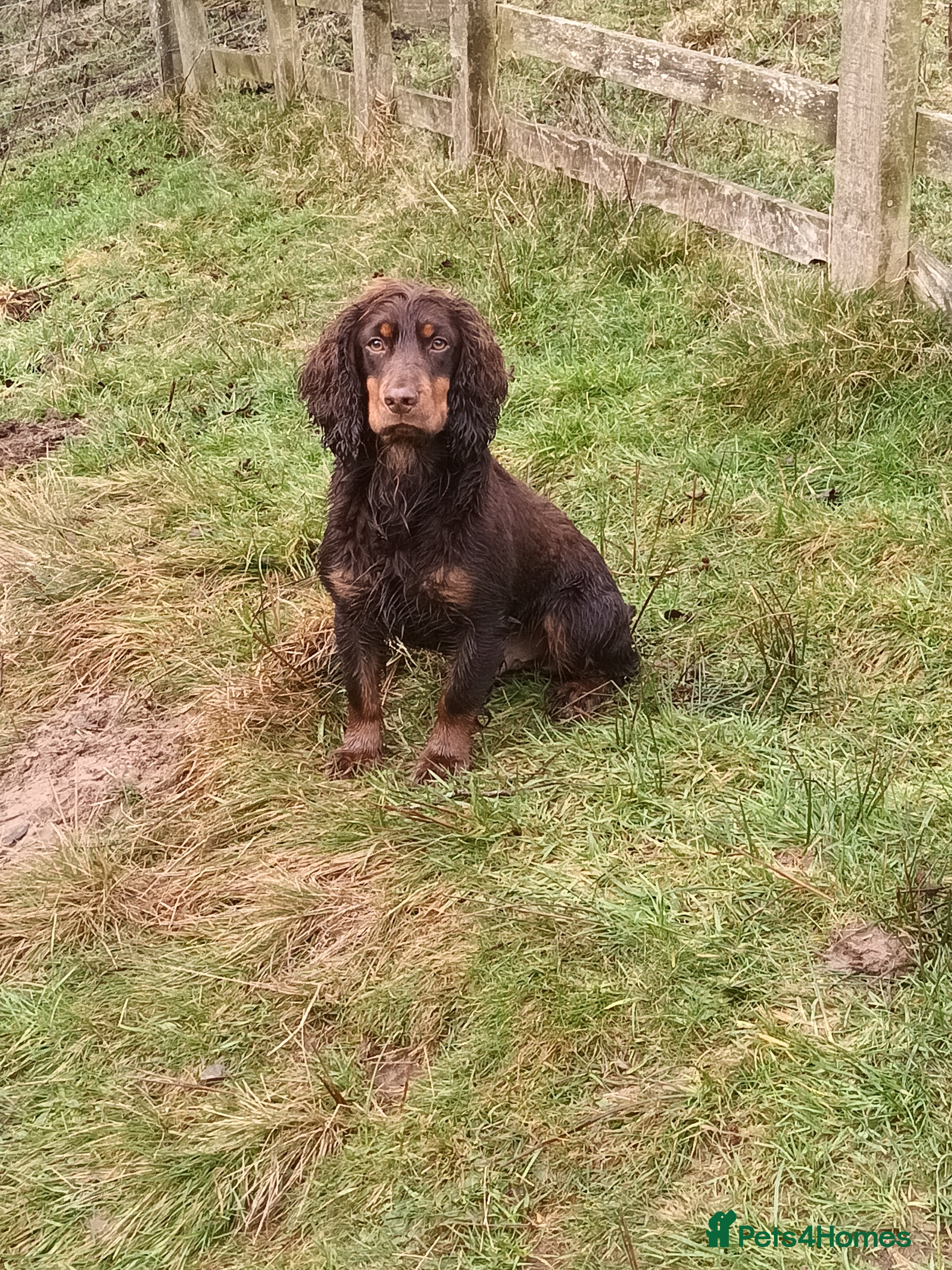 Cocker Spaniel dogs Working Cocker at stud  in Hexham - Advert 8