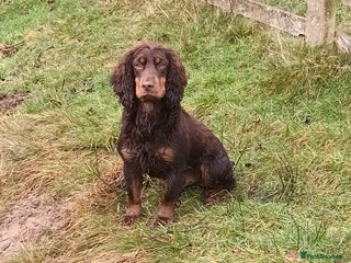 Cocker Spaniel dogs in Hexham - Advert 13