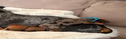 Miniature Dachshund dogs for sale: Mini dachshund puppies  in Dundee - Advert 9
