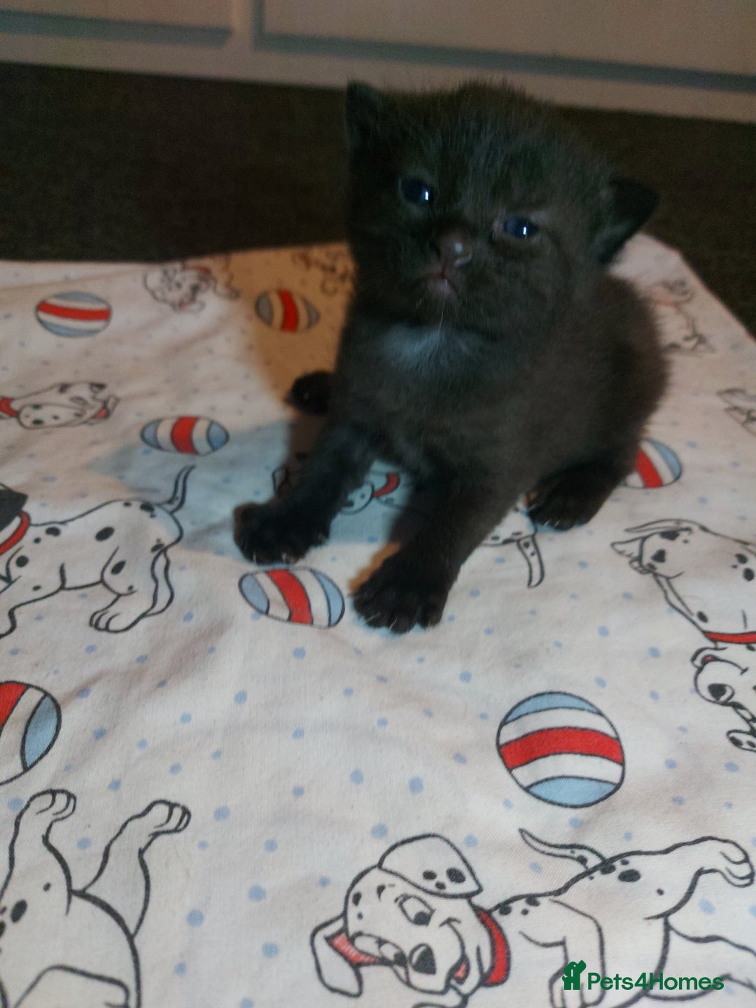 Mixed Breed cats for sale: 4 beautiful kittens - Image 14