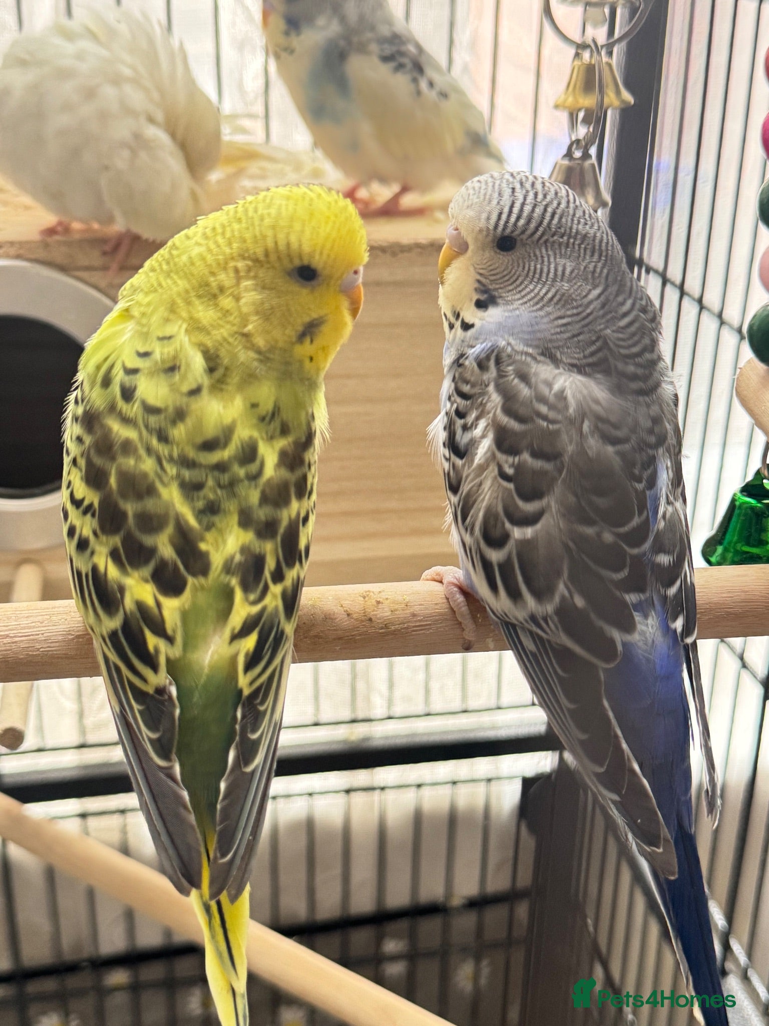 Budgerigars birds Budgies pair  - Advert 21