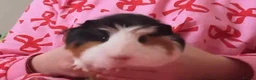 Guinea Pig rodents for sale: 2 female Guinea pigs in Liverpool - Advert 1