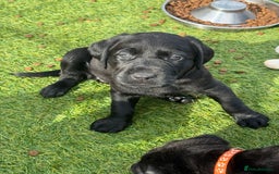 Labrador Retriever dogs for sale: Stunning black Labrador puppies  - Image 23