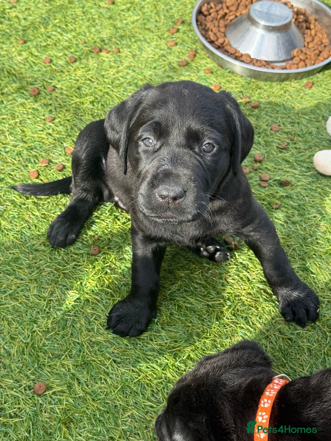 Labrador Retriever dogs for sale: Stunning black Labrador puppies  - Image 23