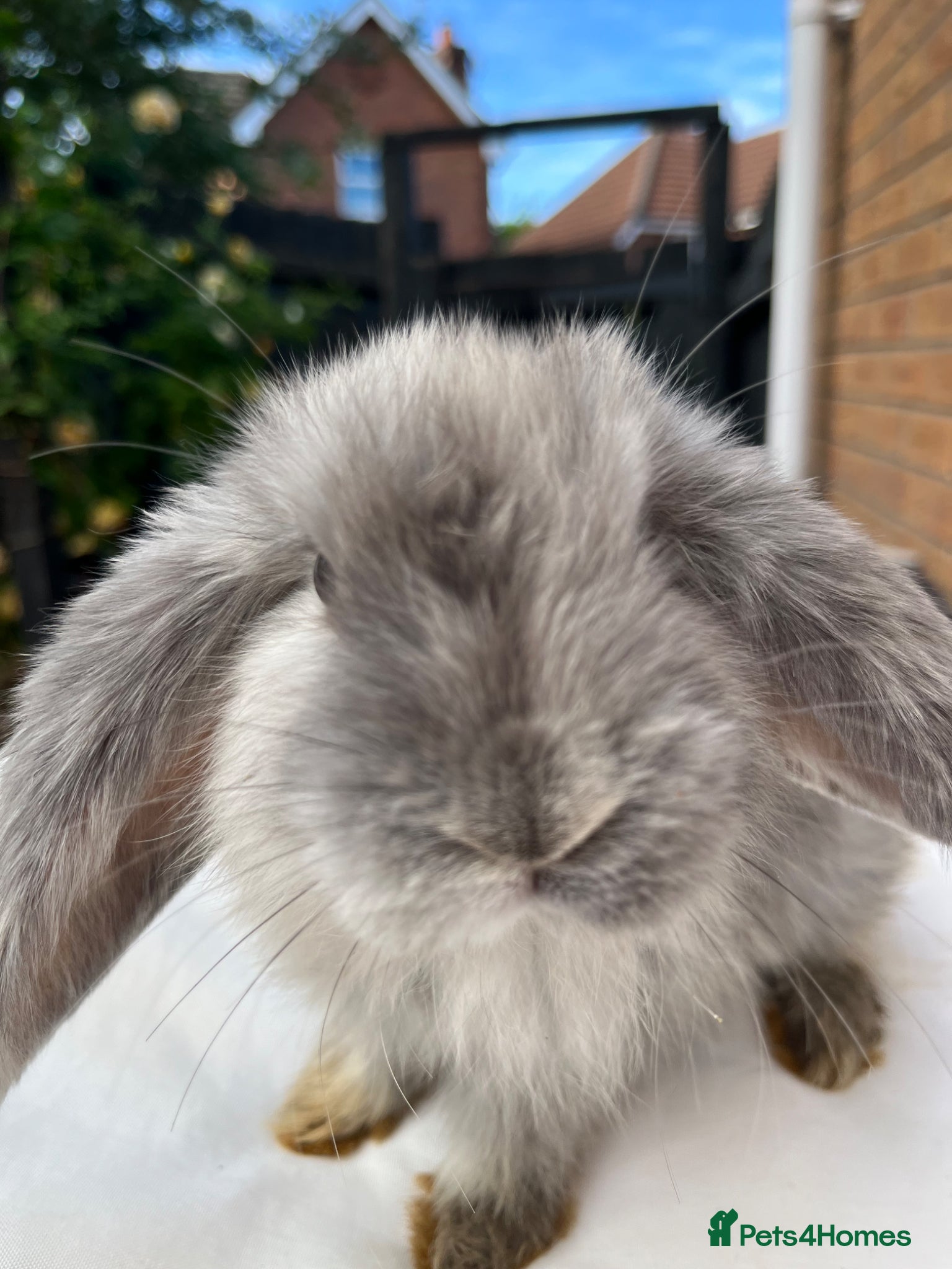 French Lop rabbits for sale: 🐰 Full breed French Lops Ready to Leave 🐰 - Advert 16
