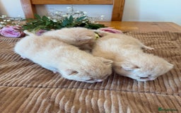 British Shorthair cats for sale: 5 TICA BRITISH SHORTHAIRED KITTENS - Image 8