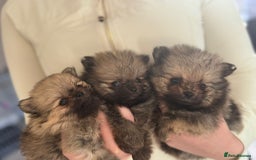 Pomeranian dogs for sale: TINY RUSSIAN / KOREAN TOY POMERANIANS READY NOW - Image 7