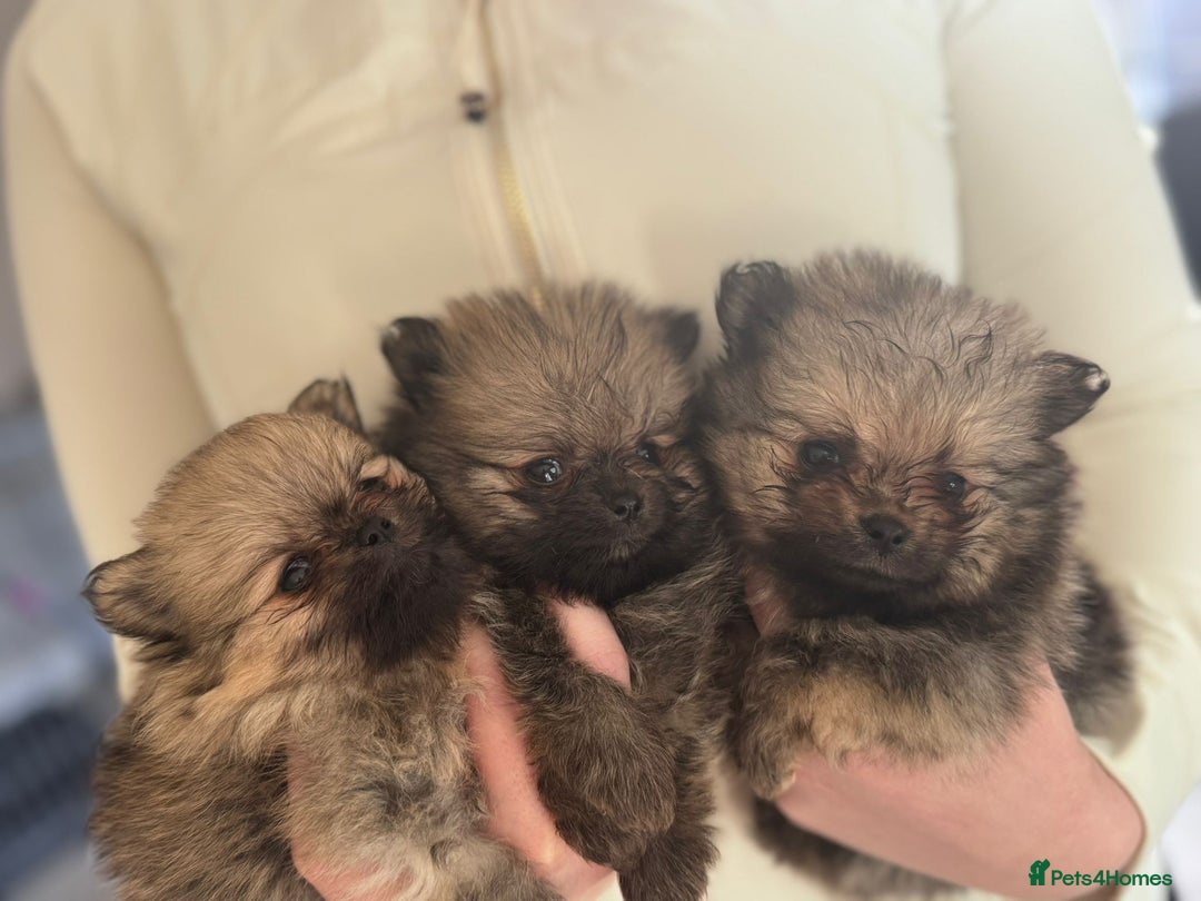 Pomeranian dogs for sale: TINY RUSSIAN / KOREAN TOY POMERANIANS READY NOW - Image 7